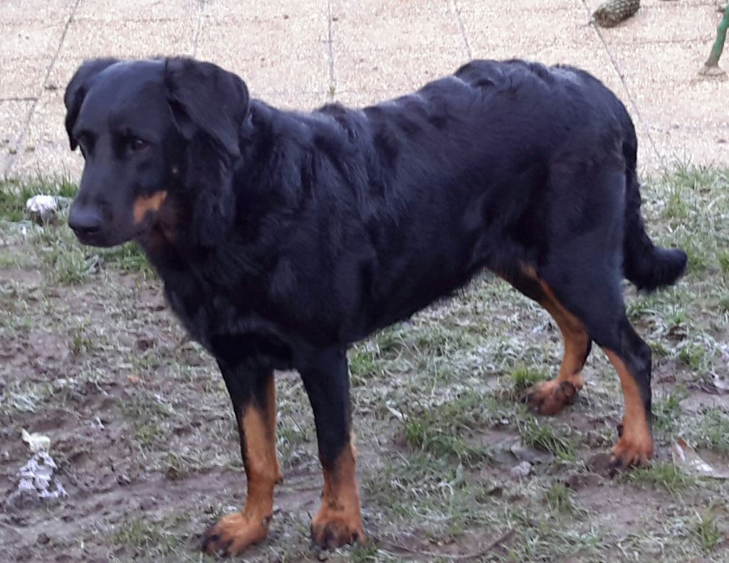 Lilou d'hazurra du Royaume D'Elsa