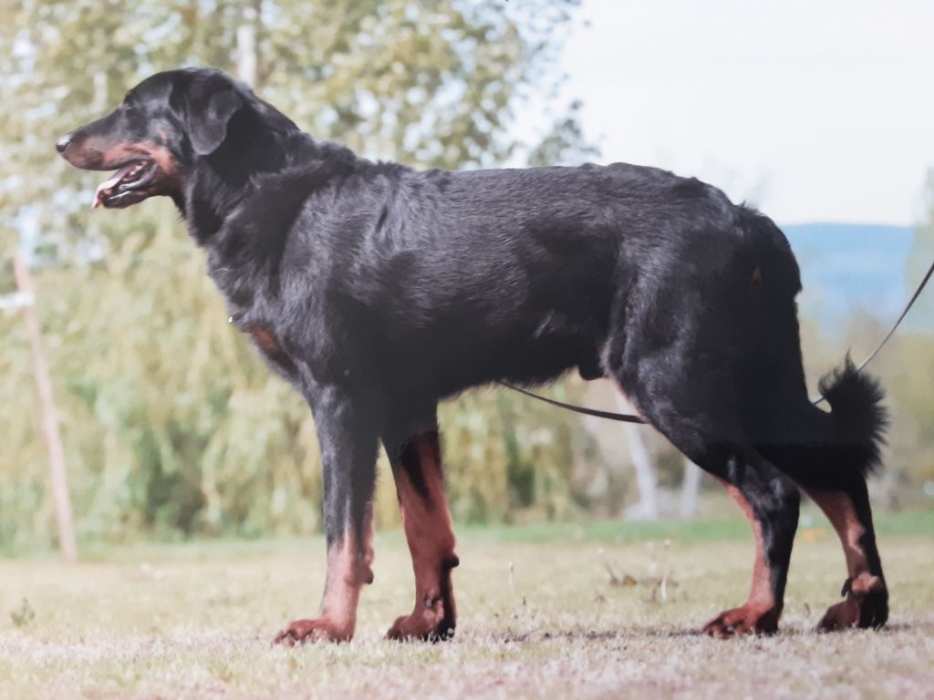 Onny Des Divins Bergers