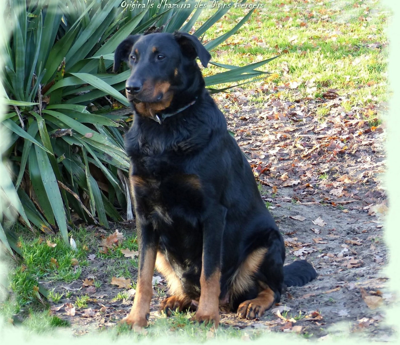 Original's d'hazurra Des Divins Bergers