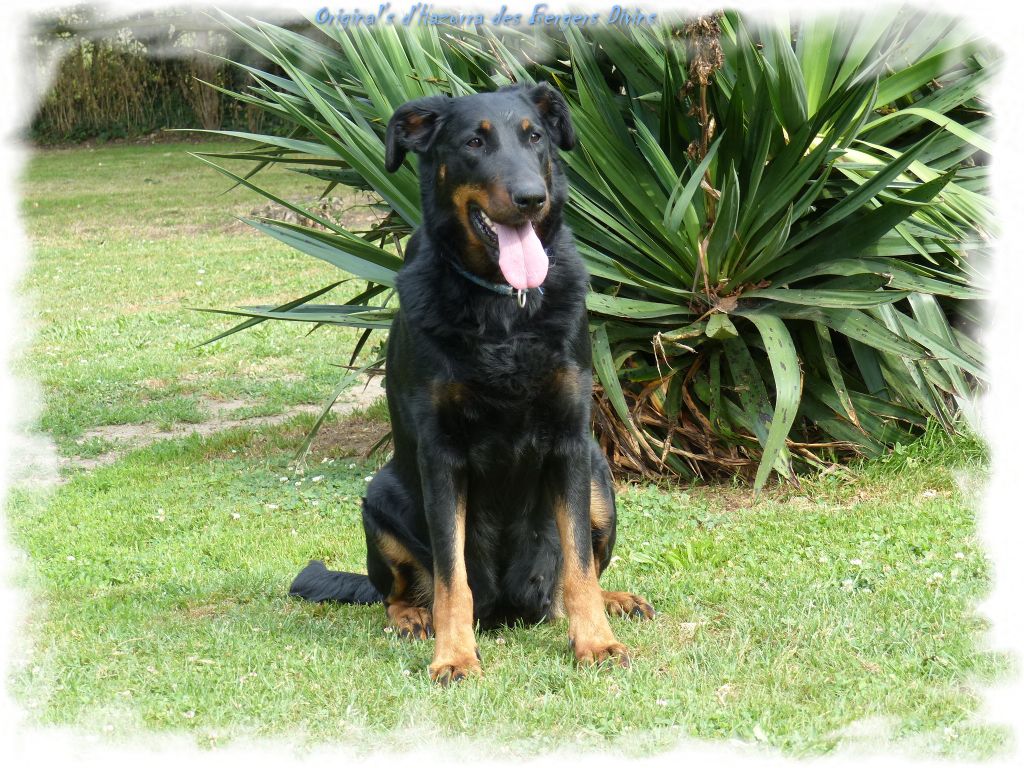 Original's d'hazurra Des Divins Bergers